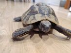 Hermanns : Male approx 6 years old (Phil)